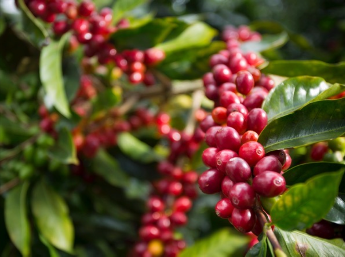 Diego Robelo, Aquiares Estate